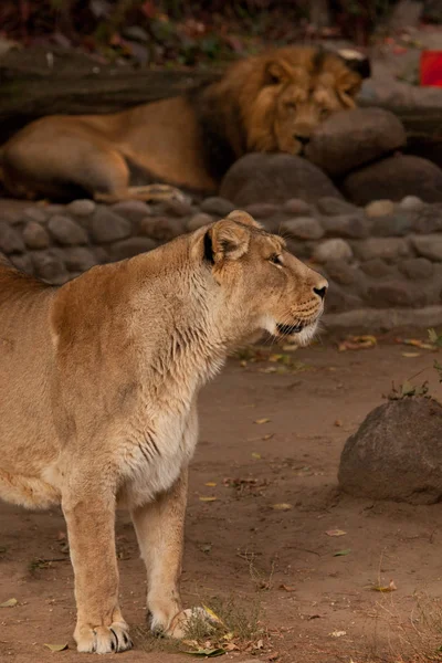 León Macho Hembra Sobre Fondo Arbustos Troncos —  Fotos de Stock