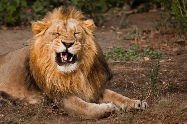 Roars Opening His Mouth Showing His Teeth Powerful Male Lion — Stock Photo, Image