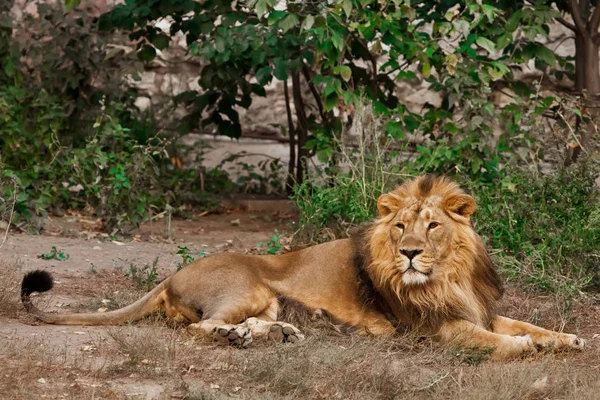 Puissant Lion Mâle Avec Une Belle Crinière Repose Impressionnamment Sur — Photo