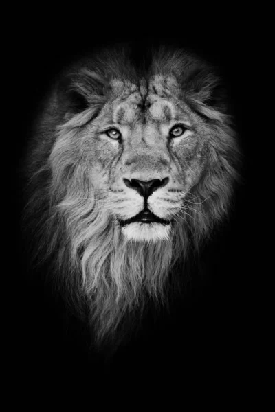 Black White Portrait Isolated Black Background Muzzle Powerful Male Lion — Stock Photo, Image