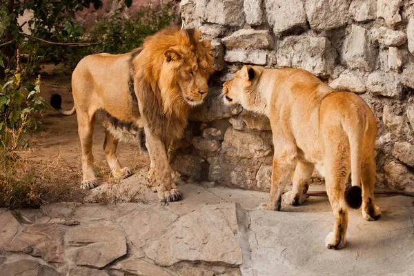 Female Male Lion Communicate Each Other Background Bushes — Stock Photo, Image