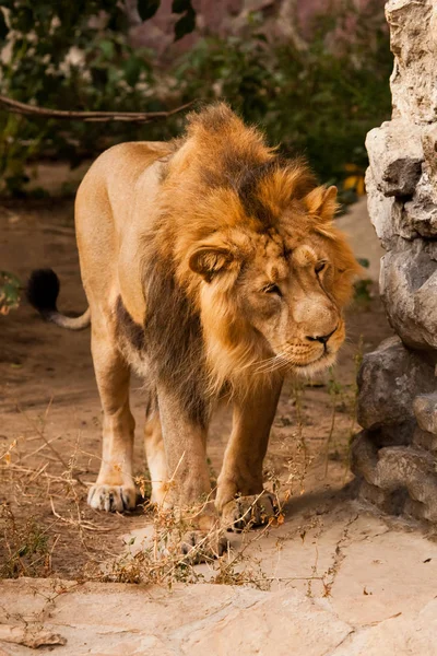 Potente Leone Maschio Con Bellissimo Leone Maschio Rognoso Che Cammina — Foto Stock