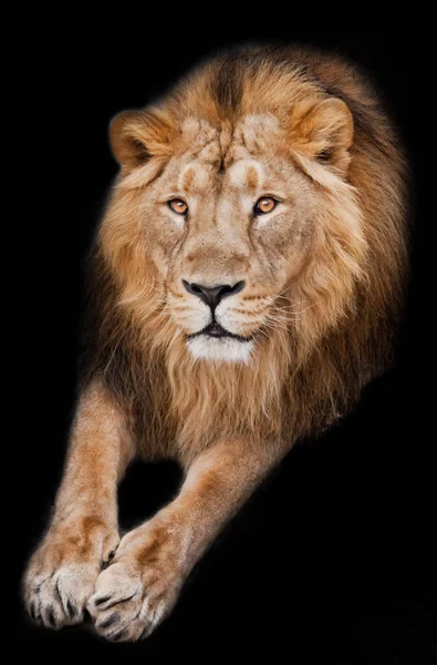 Lion Male Mane Lies His Paws Out Isolated Black Background — Stock Photo, Image