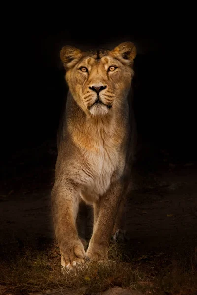 Beautiful Powerful Lioness Night Illuminated Light Beast Dark Background — Stock Photo, Image