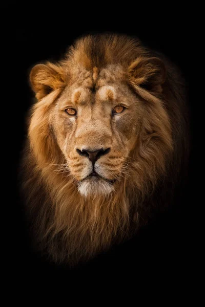 Güçlü sakin ve kendinden emin erkek aslan, sarı (kehribar rengi) gözleri krallara benziyor. İzolasyonda portre, siyah arkaplan.