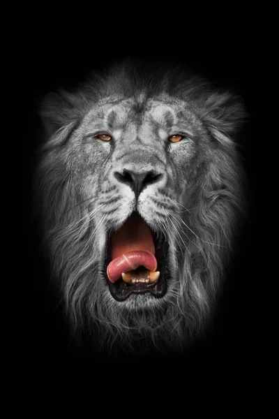 White Lion White Muzzle Black White Yellow Amber Eyes Red — Stock Photo, Image