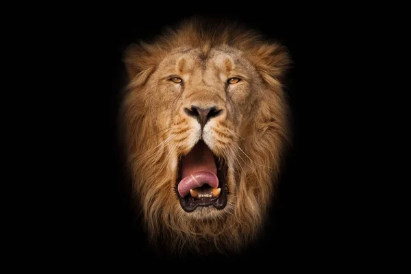 琥珀色 の目をした雄ライオンは王に似ており 広い赤い口を拭き取ると 驚くほどリラックスします 隔離された黒い背景の肖像画 — ストック写真