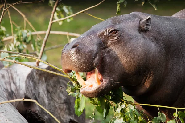 Close Muzzle Dwarf Liberian Hippo Portrait Cute Little Fat Hippo Stock Picture