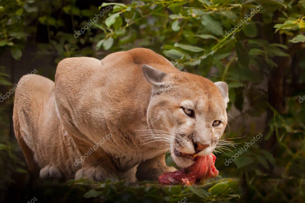 Carne de puma sales