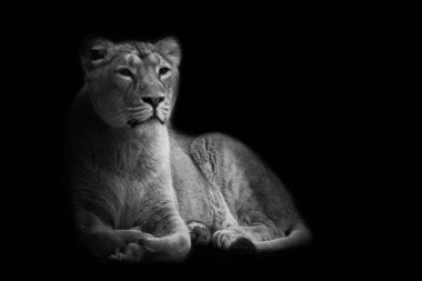Black and white minimalistic noir photo of a proud female predatory lioness of a female in night darkness, isolated on black background