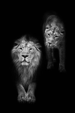 Male and his wife. (King and queen) Lion male is a large predatory strong and beautiful cat with a magnificent mane of hair.