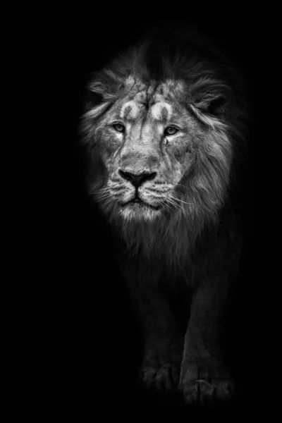 Нуар Черно Белая Контрастная Фотография Мощного Гривенного Самца Льва Выступающего — стоковое фото