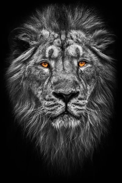 Contrast Black White Photo Maned Mane Hair Powerful Male Lion — Stock Photo, Image