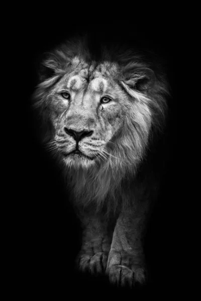 Чорно Біле Контрастне Фото Потужного Чоловічого Лева Виступає Нічної Темряви — стокове фото