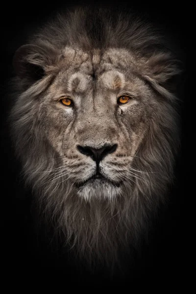 A bleached photo of a portrait of a maned (mane, hair) powerful male lion in night darkness with bright glowing orange eyes, isolated on a black background