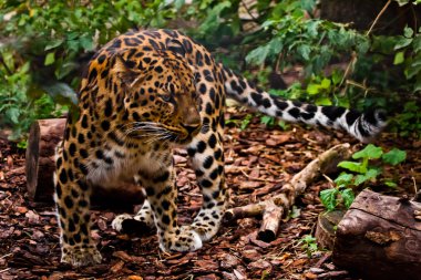 A well-camouflaged (camouflage) Far Eastern leopard is practically invisible in the forest, a motley beast is a predator. clipart