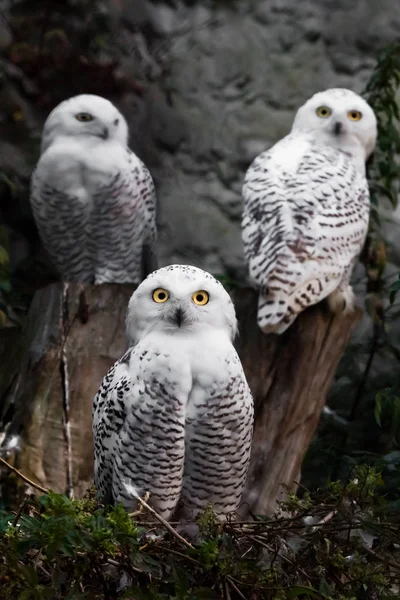 Three Owls Team Looks Angrily White Polar Owl Summer Wild — Stock Photo, Image