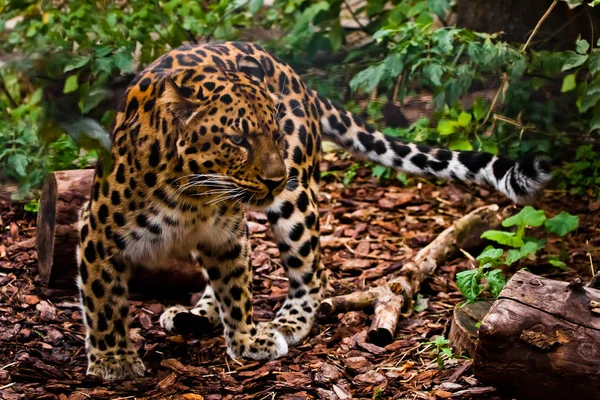 Egy Jól Álcázott Álcázott Távol Keleti Leopárd Gyakorlatilag Láthatatlan Erdőben — Stock Fotó