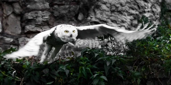 Flying Greens Dark Background White Polar Owl Summer Wild Beautiful — Stock Photo, Image