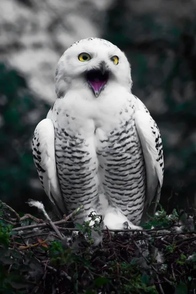 Mouth Beak Open Scream White Polar Owl Summer Wild Beautiful — Stock Photo, Image