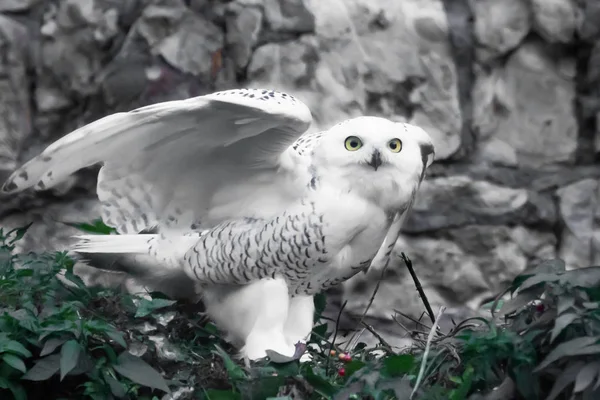 White Polar Owl Summer Wild Beautiful Bird Prey — Stock Photo, Image