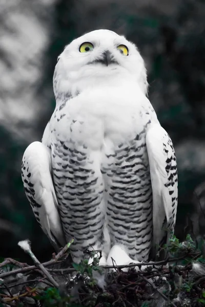 Arrogant Look White Polar Owl Summer Wild Beautiful Bird Prey — Stock Photo, Image