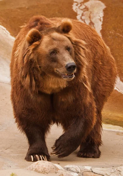 Великий Товстий Ведмідь Тлі Каменів Плям Червоної Води Каменях — стокове фото