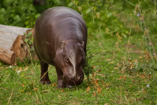 Mange Sur Une Prairie Verte Mignon Petit Hippopotame Nain Libérien — Photo