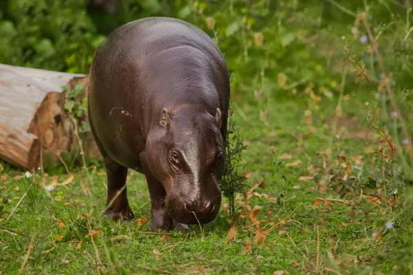 Eats Green Meadow Cute Little Plump Dwarf Liberian Hippo Hippo — Stock Photo, Image