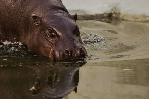 Muzzle Animal Reflected Water Plump Little Liberian West African Hippo — Stock Photo, Image