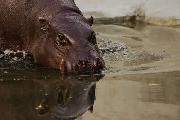 Muso Dell Animale Riflette Nell Acqua Grosso Piccolo Ippopotamo Liberiano — Foto Stock