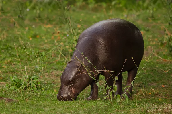 Raspas Vegetação Fresca Olhadas Bonito Pequeno Gordo Anão Liberiano Hipopótamo — Fotografia de Stock