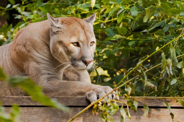 Puma Cougar Sits Platform Surrounded Green Leaves Big Cat — Stock Photo, Image
