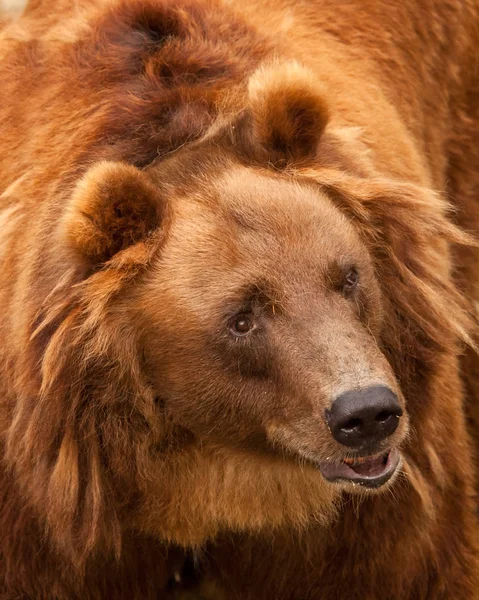 Riesige Rote Haarige Bärengesicht Vollbildmodus Sondern Ein Süßer Freundlicher Gesichtsausdruck — Stockfoto