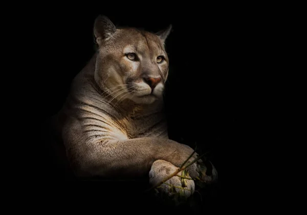Belo Gato Predador Orgulhoso Senta Escuridão Gato Floresta Noturna Fundo — Fotografia de Stock