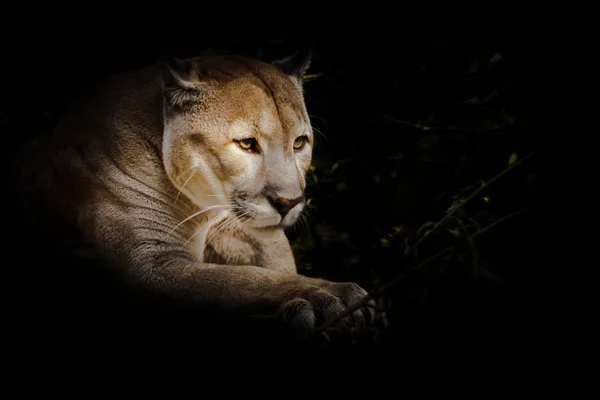 Stolt Vacker Rovkatt Sitter Mörkret Katt Natten Skogen Svart Bakgrund — Stockfoto