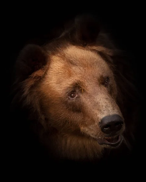 巨大的红色毛茸茸的熊脸在全屏幕上 但脸上有一种甜蜜而亲切的表情 与黑色背景隔离的熊头 — 图库照片