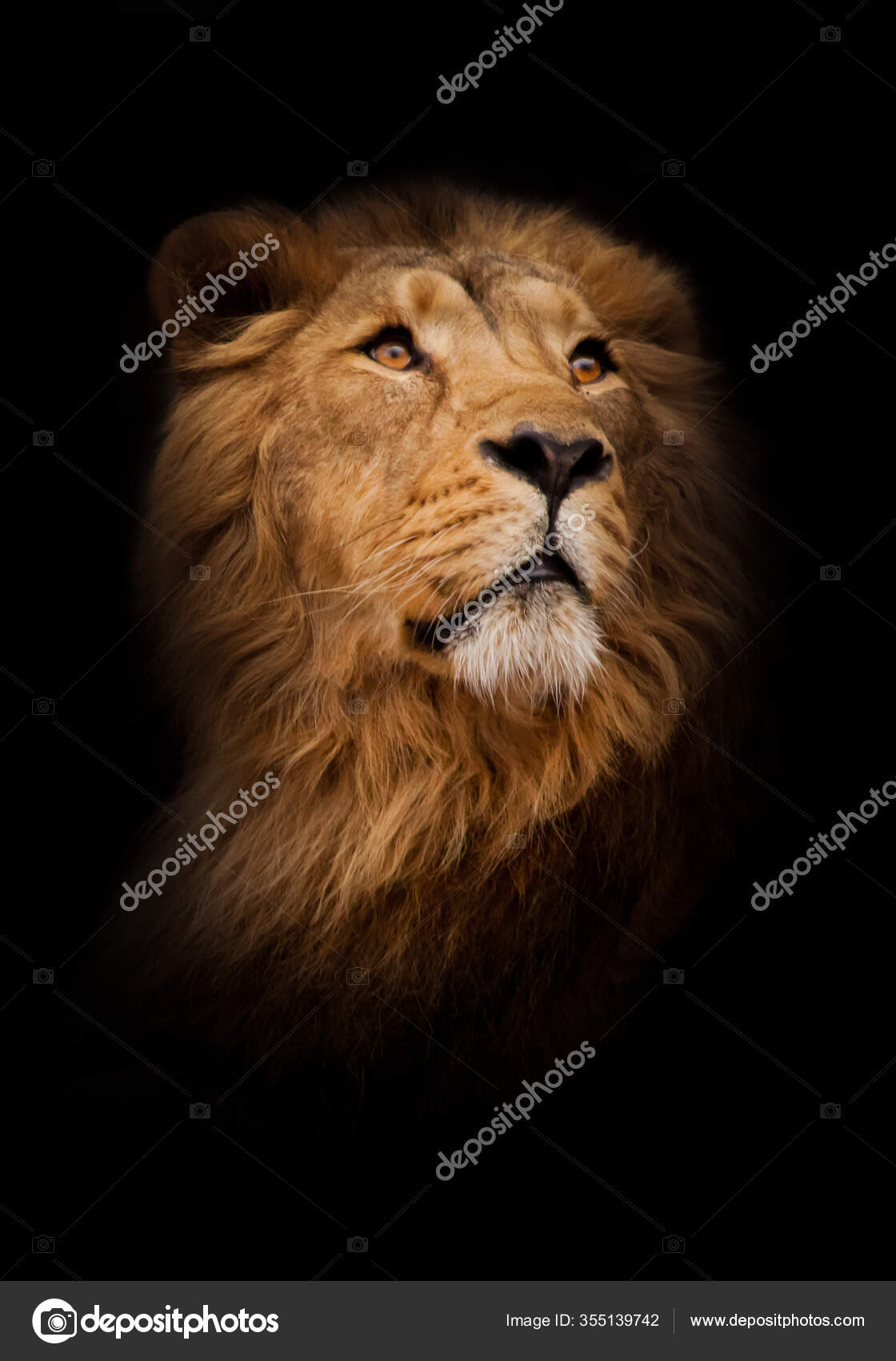 Young Peppy Motion Chic Hair Turns Half Face Call Close Stock Photo by ©semenov80 355139742 Young Peppy Motion Chic Hair Turns Half Face Call Close Stock Photo by ©semenov80 355139742