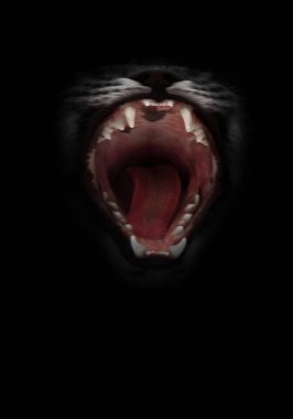 Gece seni yiyip bitirmeye hazır. Bir kedinin aç gözlü çenesini, boğazını, dilini ve sivri dişlerini aç. Siyah bir arka planda izole edilmiş. Gece korkularının ve günaha girmenin sembolü..