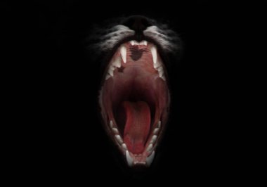 Gece seni yiyip bitirmeye hazır. Bir kedinin aç gözlü çenesini, boğazını, dilini ve sivri dişlerini aç. Siyah bir arka planda izole edilmiş. Gece korkularının ve günaha girmenin sembolü..