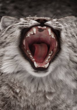 Açgözlülükle açılan kırmızı bir kedinin ağzı avını yemeye hazırdır. Kedi vaşağı açgözlülüğün ve açgözlülüğün sembolüdür..