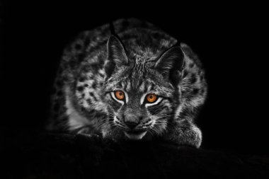 Luchs karanlıktan dışarı bakıyor. Siyah ve beyaz renkli fotoğraf, renkli turuncu gözler. Siyah bir arkaplanda izole edilmiş..