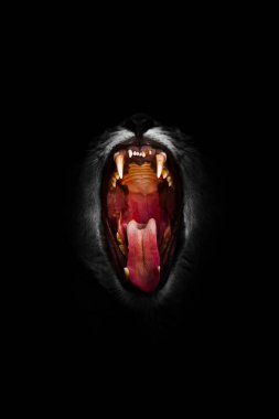 Sıcak açık aslan ağzı (aslan dişi, büyük kedi) siyah arka planda izole büyük obur ağız sonuna kadar açık, dil ve sivri dişler.