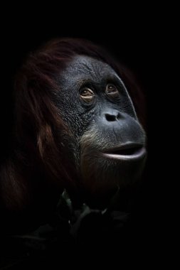 Rüyalar. Kurnazca şaşırmış bir orangutan, yeşilliğin arka planında, yakın planda bir yüz, ciddi şekilde şaşırmış gibi bir bakış..