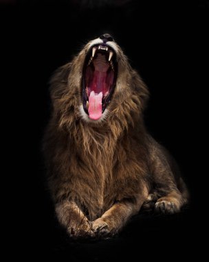 Geceleri ağzı açık aslan. Gece karanlığında, izole edilmiş siyah arka plan..