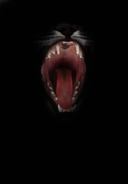 夜の悪魔の口 黒の背景に隔離されたリンクスの猫の顎 毎晩の恐怖と誘惑の象徴である獲物を食い尽くす喉を飲み込む — ストック写真