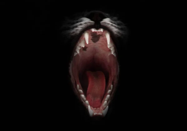 黑夜就要吞噬你了 打开猫的贪婪的猫爪 舌头和尖牙可见 被隔离在黑色的背景上 夜晚恐惧和诱惑的象征 — 图库照片