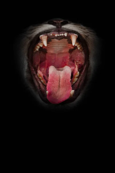 Bottomless Throat Hot Open Gluttonous Abyss Lion Mouth Red Mouth — Stock Photo, Image