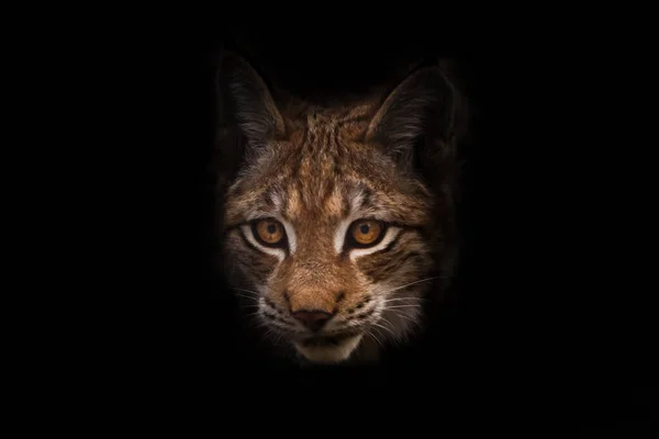 Katzengesicht Mit Neugierigem Blick Luchs Isoliert Auf Schwarzem Hintergrund — Stockfoto