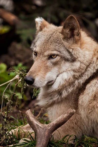 Porträtt Kvinnlig Varg Hösten Byteshorn — Stockfoto